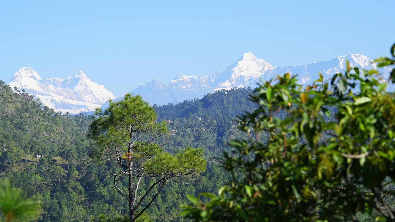 himalayaa chaukori